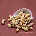 Rich protein Rich protein Kernel Peanuts Kernel Peanut
